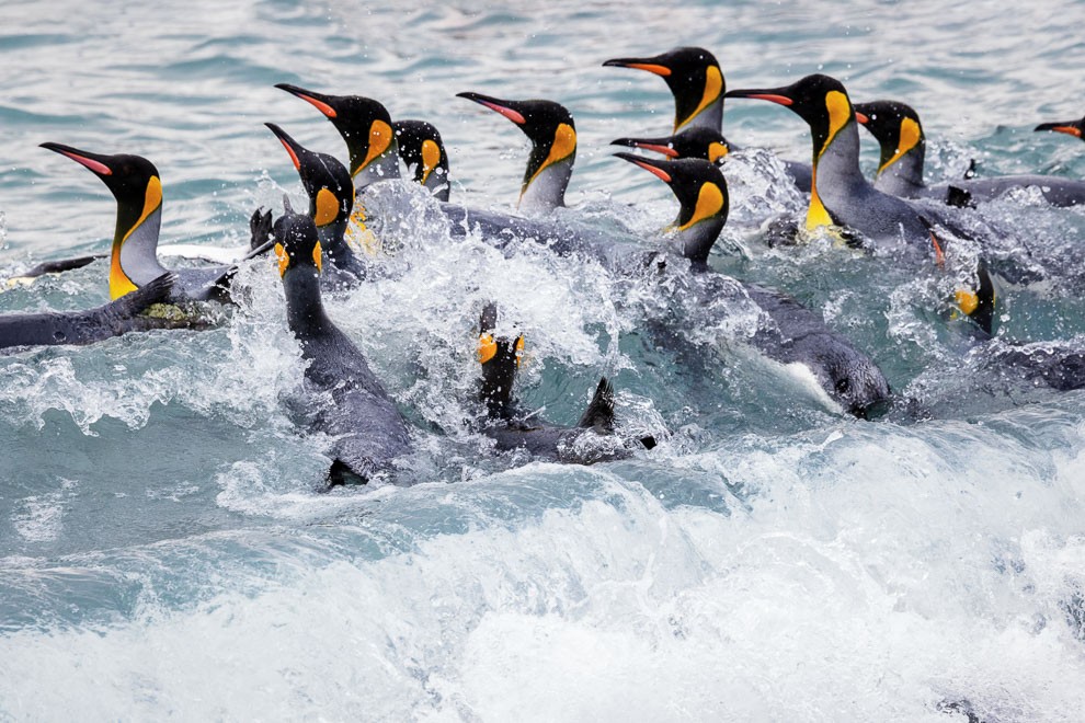 King Penguins’ Surf Parade