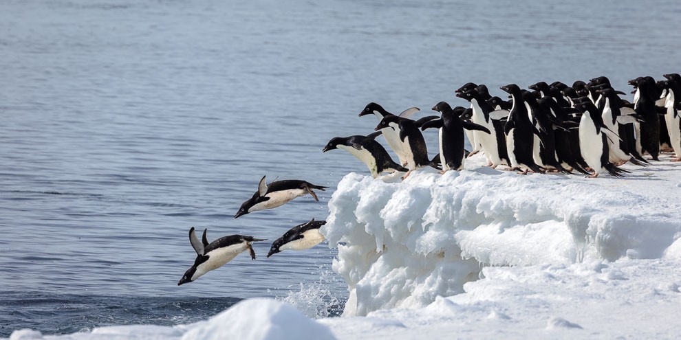 Adélie Penguins Take the Plunge