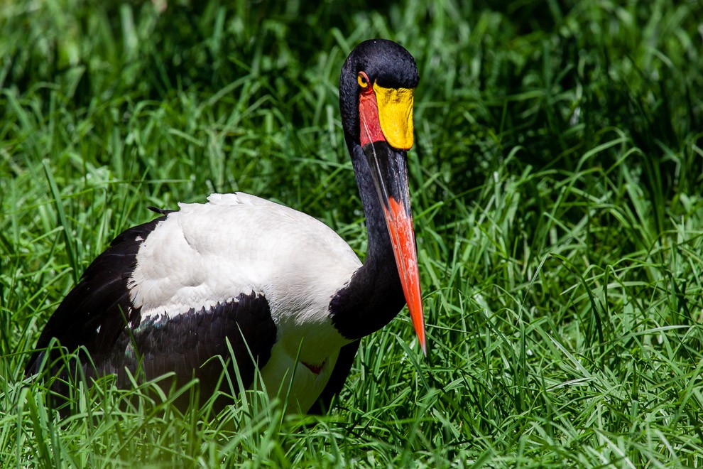 Saddle-billed Stork