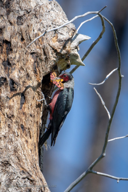 Lewis’s Woodpecker