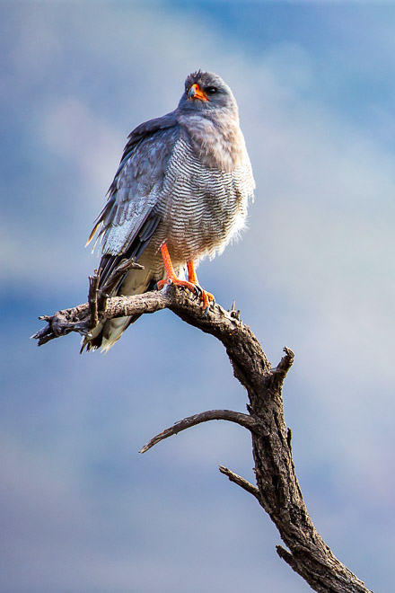 Pale Chanting Goshawk