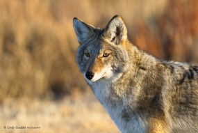 Coyote the Trickster | Cindy Goeddel Photography, LLC