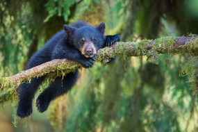 Cute Alert! Bear Cubs Play 'Ring Around the Rosie' in Forest - ABC