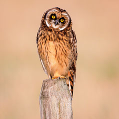 Montana’s Curious Sentinel