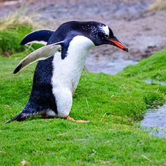 Tuxedo on Turf