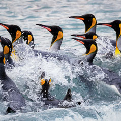 King Penguins’ Surf Parade