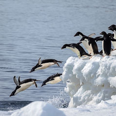 Adélie Penguins Take the Plunge